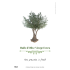 Custom label olive oil model tree